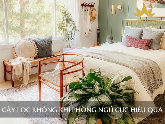 55++ Cây lọc không khí trong phòng ngủ cực hiệu quả